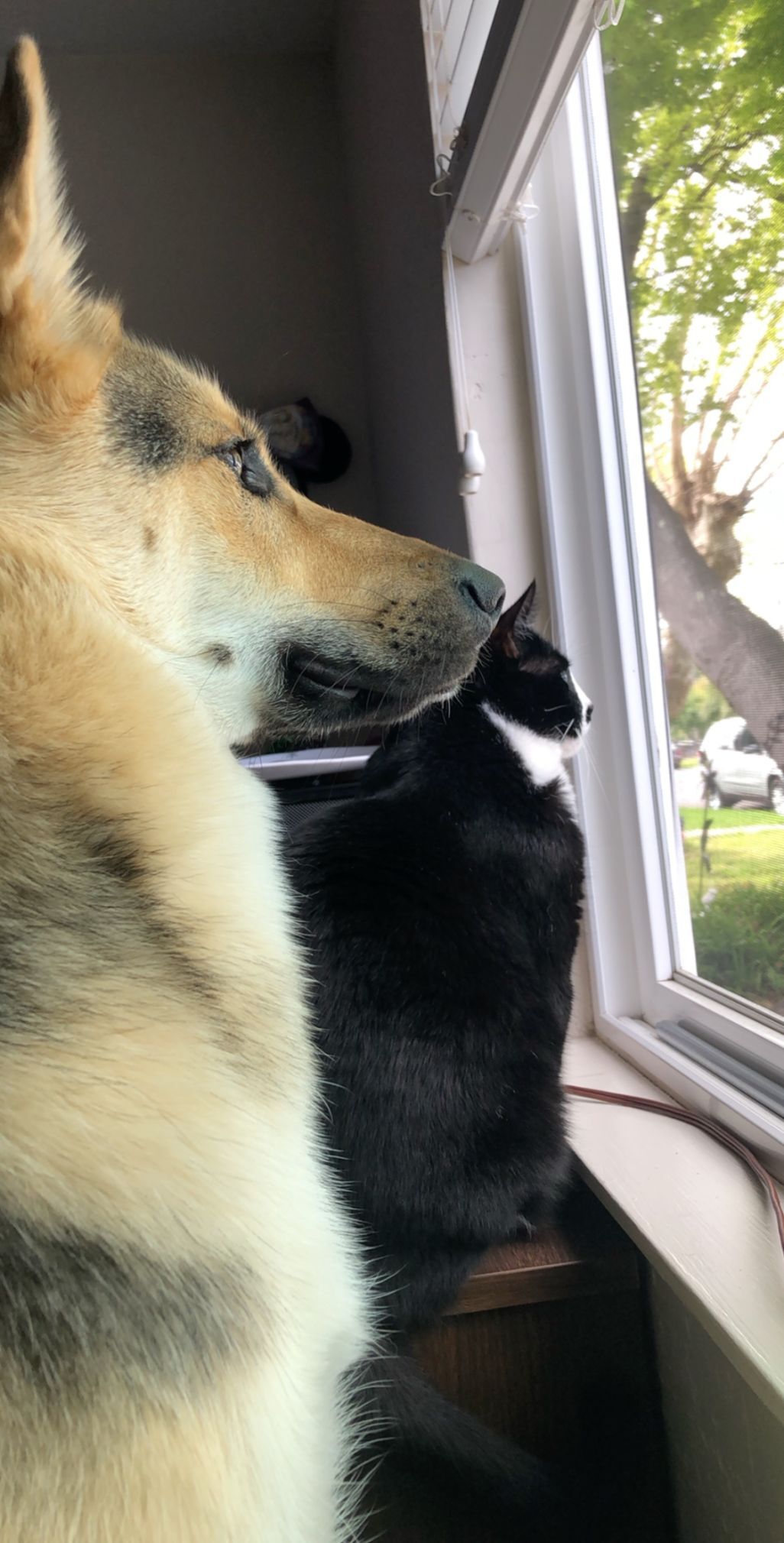 Zelda and Figaro